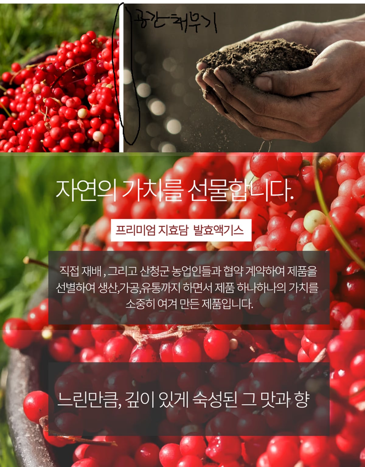 지효담 오미자 상세페이지 디자인 컷